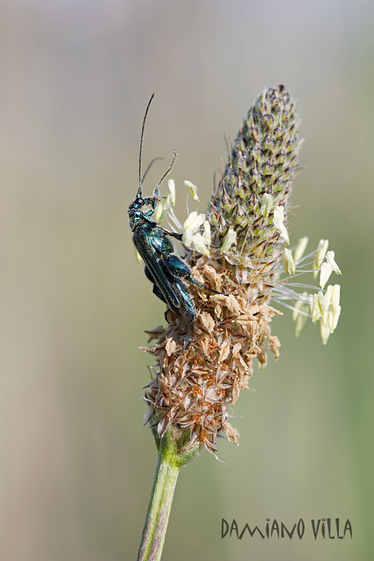 Oedemera nobilis